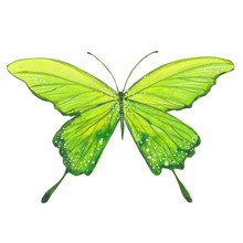 Watercolor Green Butterfly