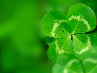 Four leaf clover in green grass