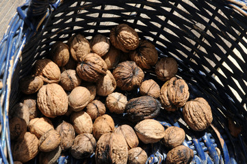 Raccolta delle noci ft8110_3379 Cosecha de nueces クルミ収穫