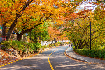 Wall Mural - Autumn of Namsan Tower in Seoul,South Korea.