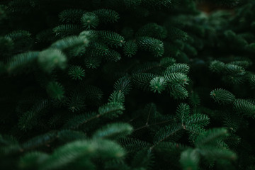 coniferous green abstract background