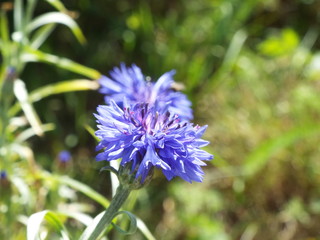 blue cornflower in the garden in summe