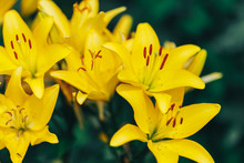Vibrant Yellow Lilies In A Summer Garden