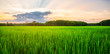 Rice field rural panorama with and colorful of sky in twilight