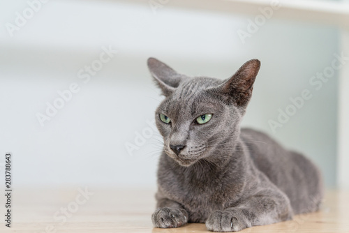 silver blue cat