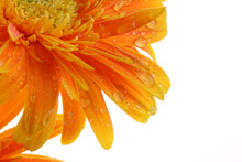 Abstract Of Orange Gerbera With Dew