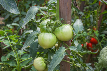 Wall Mural - green tomatoes