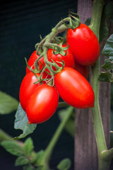 Wall Mural - red tomatoes