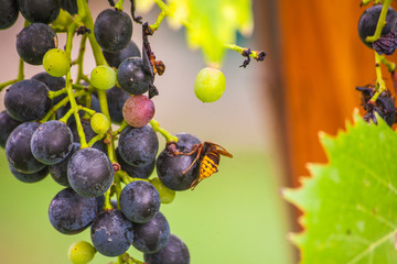 Wall Mural -  wasps and grapes