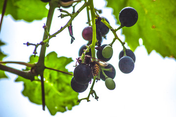 Wall Mural - wasps and grapes