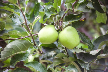 Wall Mural - green apple