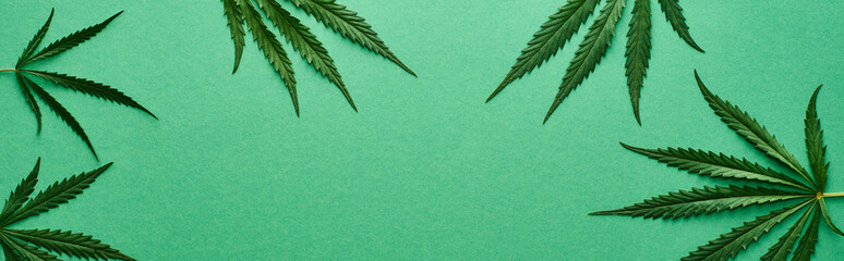 top view of green cannabis leaves on green background with copy space, panoramic shot