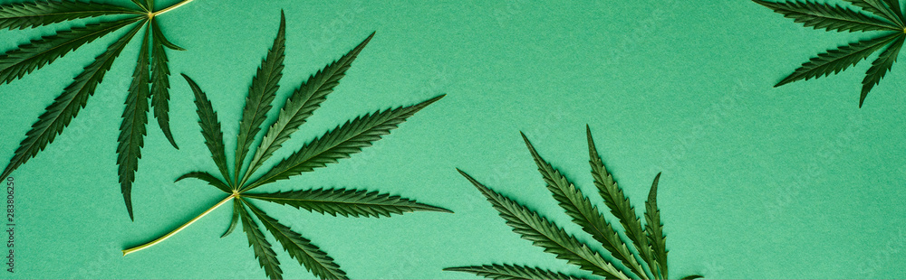 top view of green cannabis leaves on green background, panoramic shot - obrazy, fototapety, plakaty 