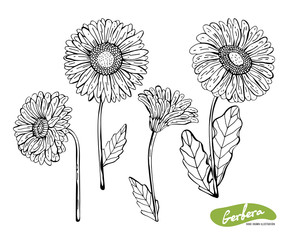 Wall Mural - Vector set of hand drawn monochrome illustration of Gerber Daisy flowers in vintage style. Black and white flowers isolated on white background. Botanical sketch with black pen