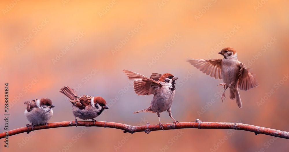 funny little Chicks of a bird a Sparrow standing on a branch and bet flapping the wings of the solar Park - obrazy, fototapety, plakaty 