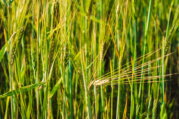 green ears of wheat, barley and rye growing in the field. Close-up.