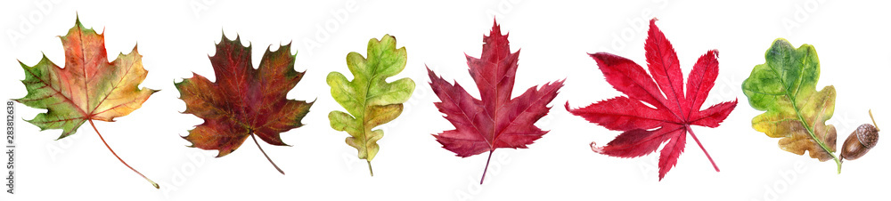 Autumn foliage watercolor isolated on white background - obrazy, fototapety, plakaty 
