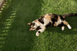 black and orange calico cat lying in the grass, fake turf grass