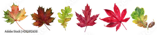 Fotografía Autumn foliage watercolor isolated on white background