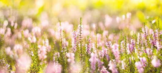 Poster - Natural bright background. Forest flowers heather in the rays of the setting sun.