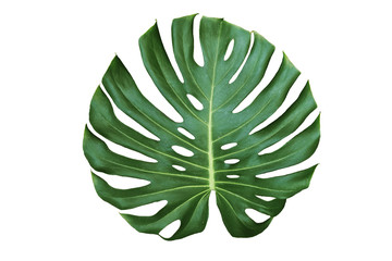 Wall Mural - Jungle monstera leaf isolated on white background