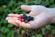Fresh Organic Blackberries In The Palm Of Hand