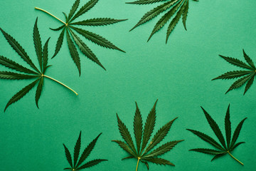 top view of green cannabis leaves on green background