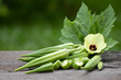 Organic food or herb plant, fresh green okra  and flower on wood background.