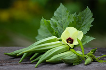 Organic Food Or Herb Plant, Fresh Green Okra  And Flower On Wood Background.