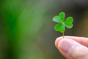 Green clover leaf isolated on white background. with three-leaved shamrocks. St. Patrick's day holiday symbol.