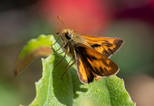 A Woodland Skipper Butterfly (Ochlodes Sylvanoides) Perched On A Green Leaf