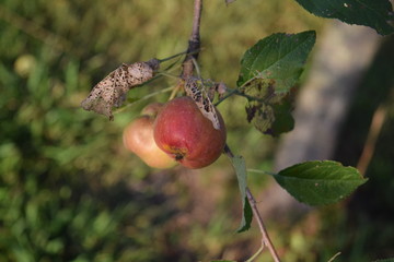 Wall Mural - Fresh Apples