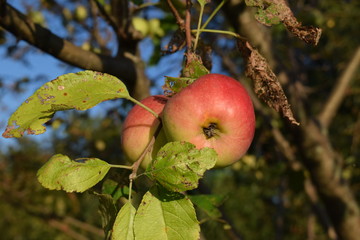 Wall Mural - Orchard Apples