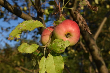 Wall Mural - Orchard Apples