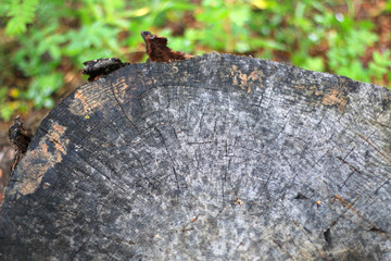 Tree stump detail in the forest 