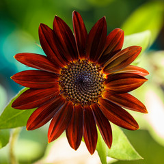 Black Velvet Sunflower