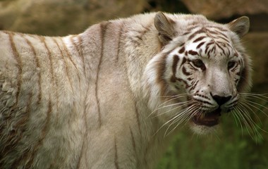 tiger in zoo