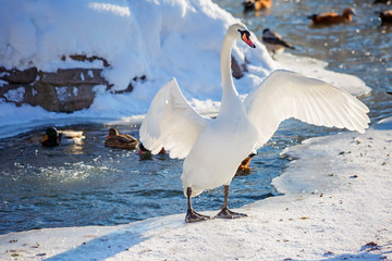 Wall Mural - White Swan at the lake in winter.  Its elegance Swan acquires due to the long neck. Swans are a big part of my life spend on the water.