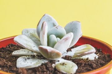 Sticker - succulent plant on a yellow background.