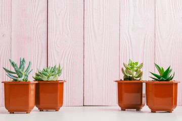 Sticker - Green succulents on pink wooden background.