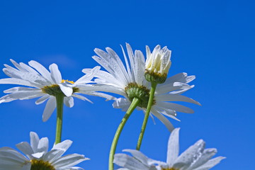 Leucanthemum vulgare, meadow or Daisy (L. vulgare Lam) on the background of blue sky