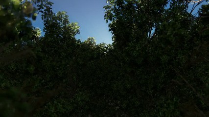 Wall Mural - Camera rising from dark forest against beautiful sunrise