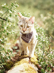 Wall Mural - Curious cat walking in the forest outdoor.