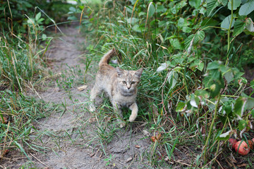 Young cat on green meadow