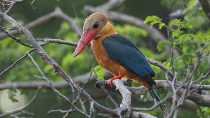 Stork-billed Kingfisher - Pelargopsis capensis on the branch hunting,  tree kingfisher from the tropical Indian subcontinent and Southeast Asia, from India to Indonesia - Singapore, Malaysia