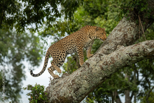Cuadros en Lienzo Leopard climbs up lichen-covered branch lifting foot