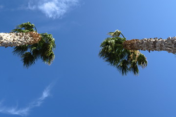 Deux palmiers face à face dans le ciel bleu.