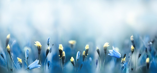 Wall Mural - spring morning in the meadow nature background
