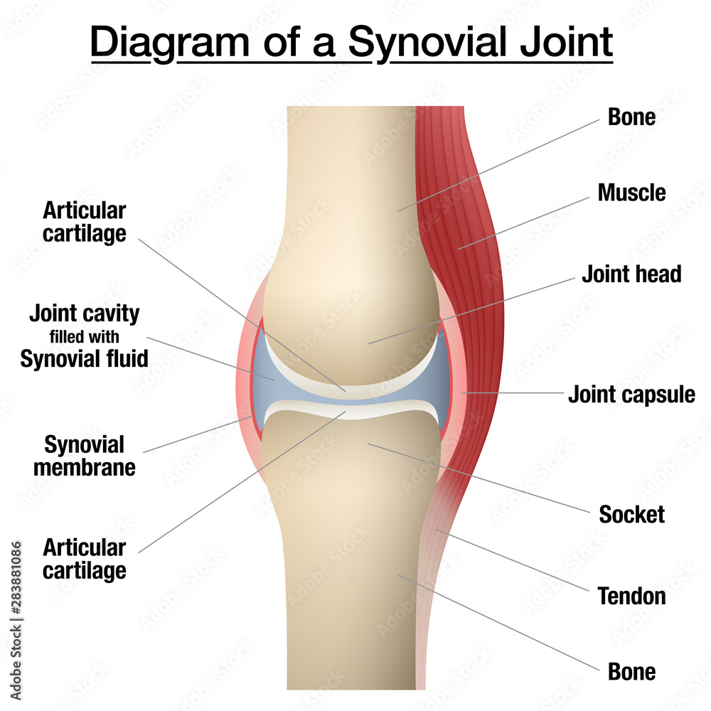 Synovial joint chart. Labeled anatomy infographic with two bones, articular cartilage, joint cavity, synovial fluid, muscle and tendon. Isolated vector illustration on white. - obrazy, fototapety, plakaty 