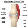 © Peter Hermes Furian - Synovial joint chart. Labeled anatomy infographic with two bones, articular cartilage, joint cavity, synovial fluid, muscle and tendon. Isolated vector illustration on white.